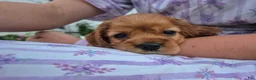 Cocker Spaniel dogs for sale: Cocker Spaniel Female - Ad 3