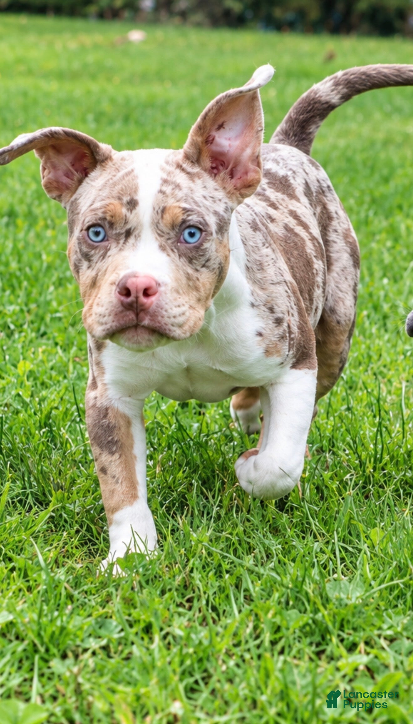 Mixed Breed dogs Mascot $3500 obo - Ad 9
