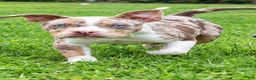 Mixed Breed dogs for sale: Mascot $3500 obo - Ad 1