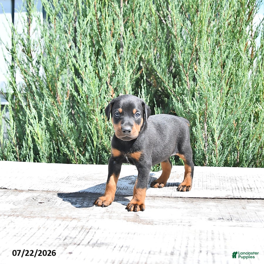Doberman Pinscher dogs Otto - Ad 1