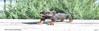 Otto