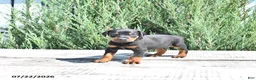 Doberman Pinscher dogs for sale: Otto - Ad 1