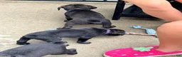Cane Corso dogs for sale: Phantom - Ad 11