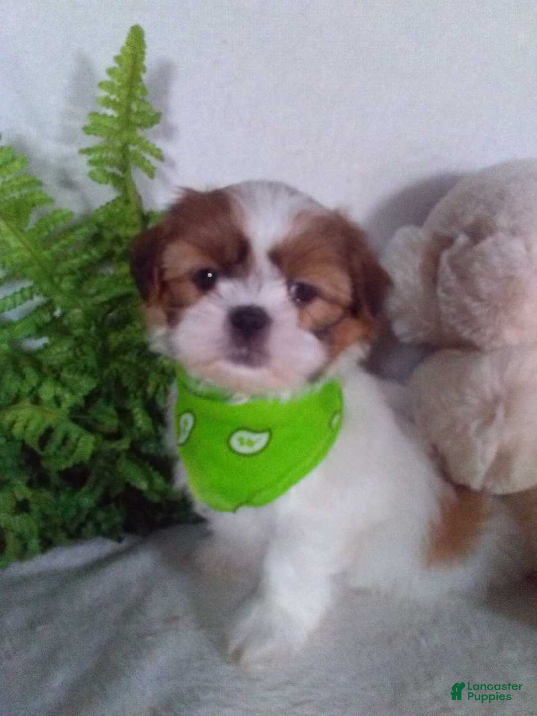 Shih Tzu dogs for sale: Carlos - Ad 5