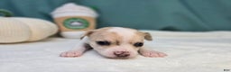 Chihuahua dogs for sale: Peppy - Ad 2