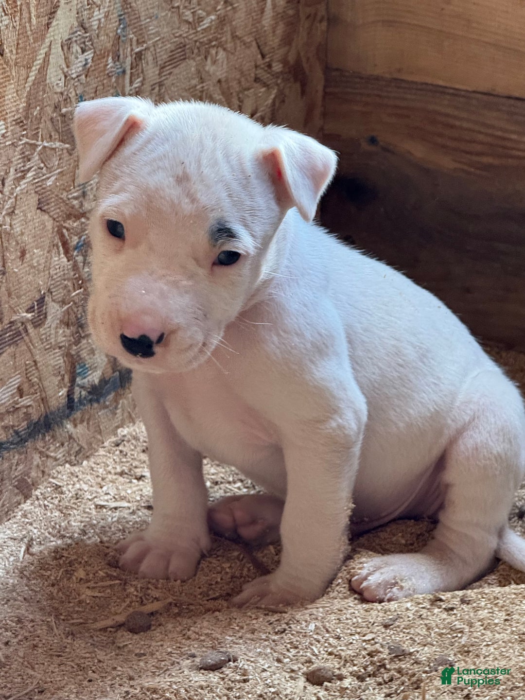 Dogo Argentino dogs for sale: Puppy M3 - Ad 45