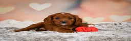 Cavapoo dogs for sale: MAPLE - Ad 7