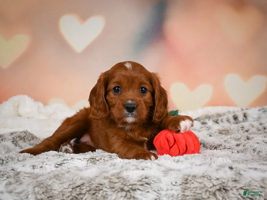 Cavapoo dogs for sale: MAPLE - Ad 7