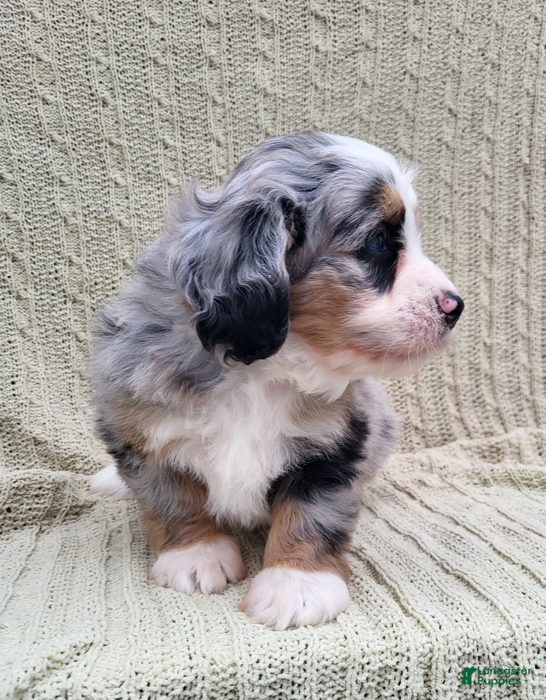 Mini Bernedoodle dogs for sale: Sadie - Ad 4