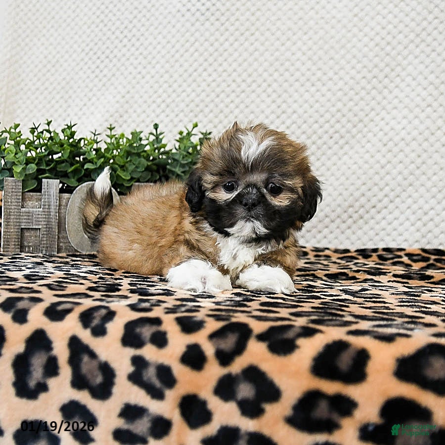 Shih Tzu dogs Pluto - Ad 2