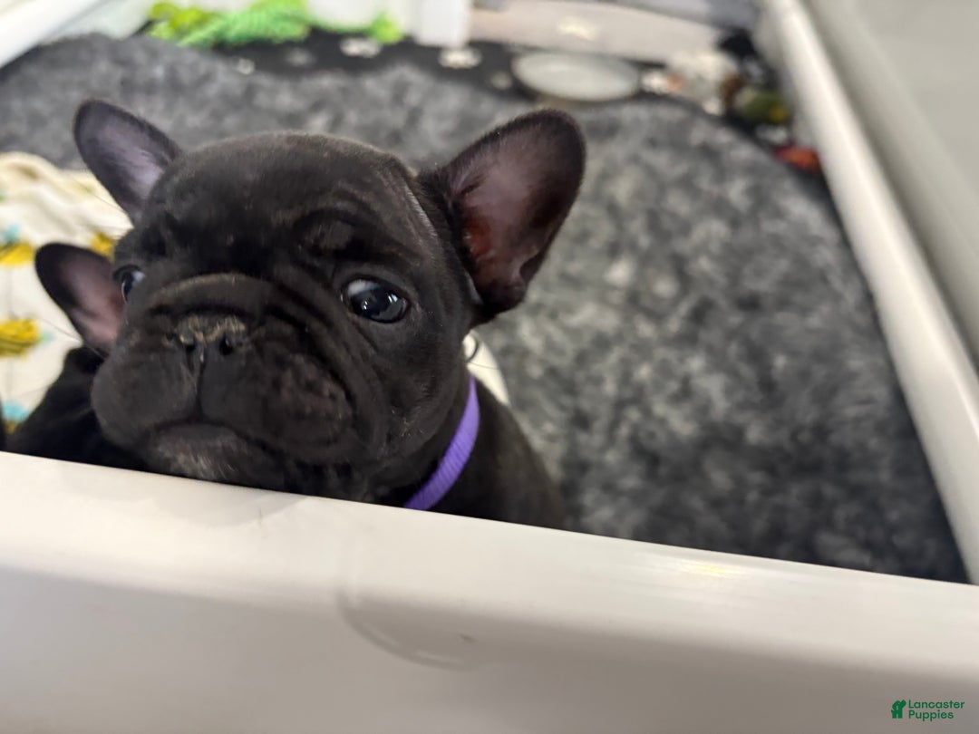 French Bulldog dogs for sale: French Bulldog Puppy 3 (purple collar) tiny - Ad 8