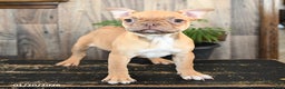 Frenchton dogs for sale: Honey - Ad 2