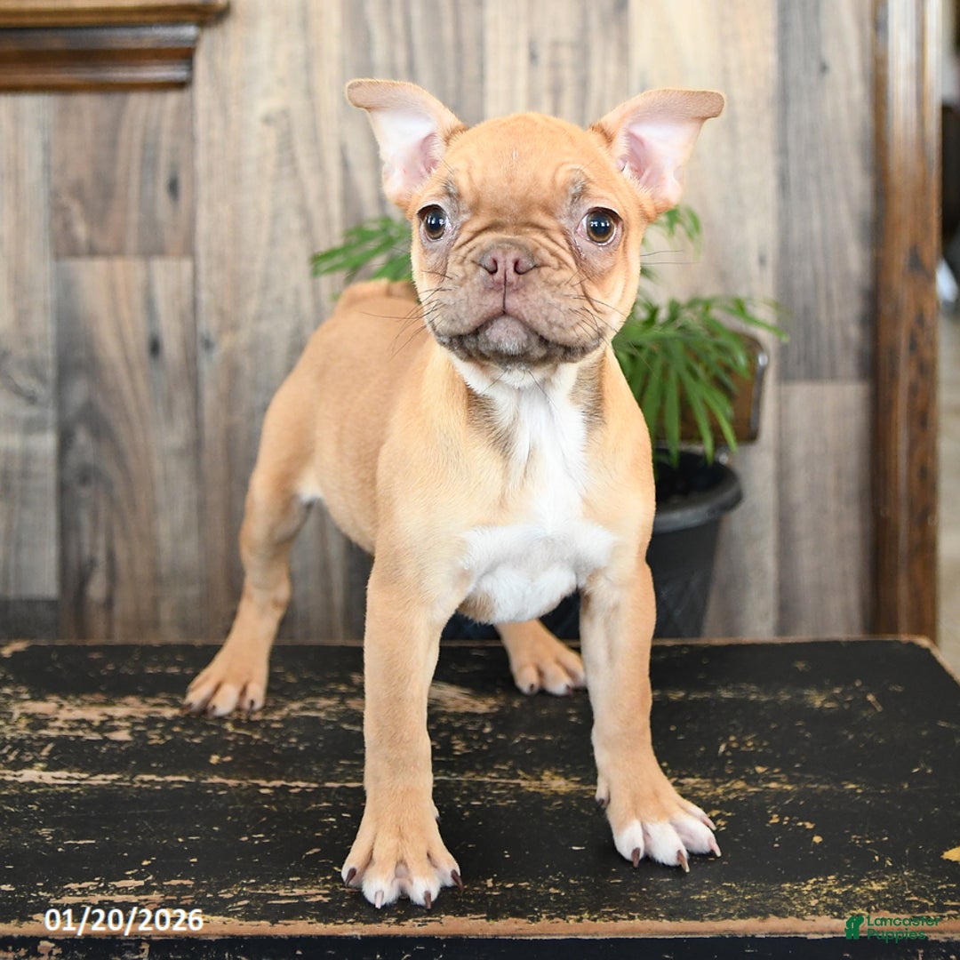 Frenchton dogs for sale: Honey - Ad 2