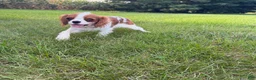 Cavalier King Charles Spaniel dogs for sale: Liam Cavalier King Charles Spaniel Puppy  - Ad 3