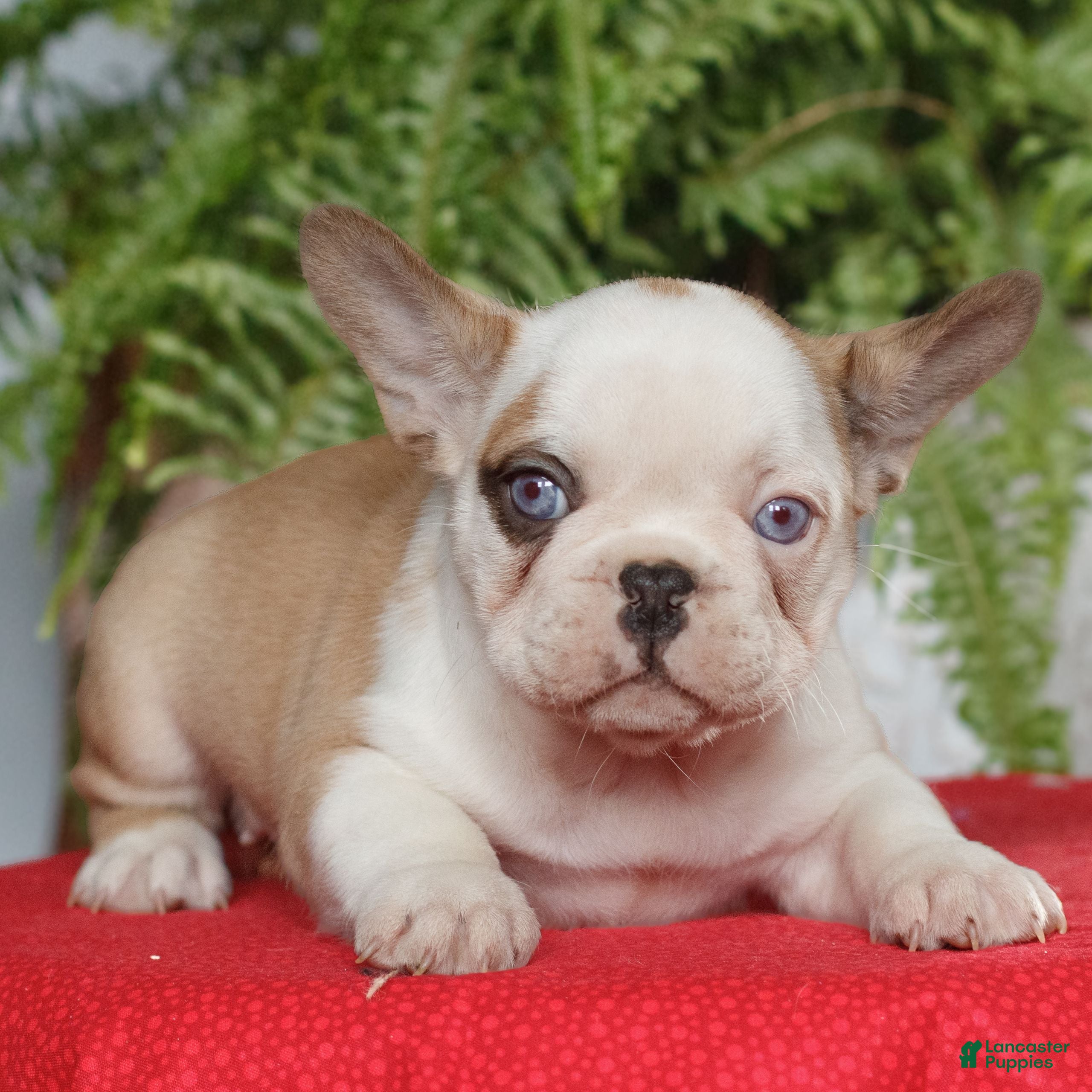 French Bulldog dogs for sale: Mila - Ad 4