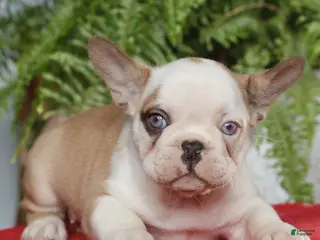 French Bulldog dogs for sale: Mila - Ad 4