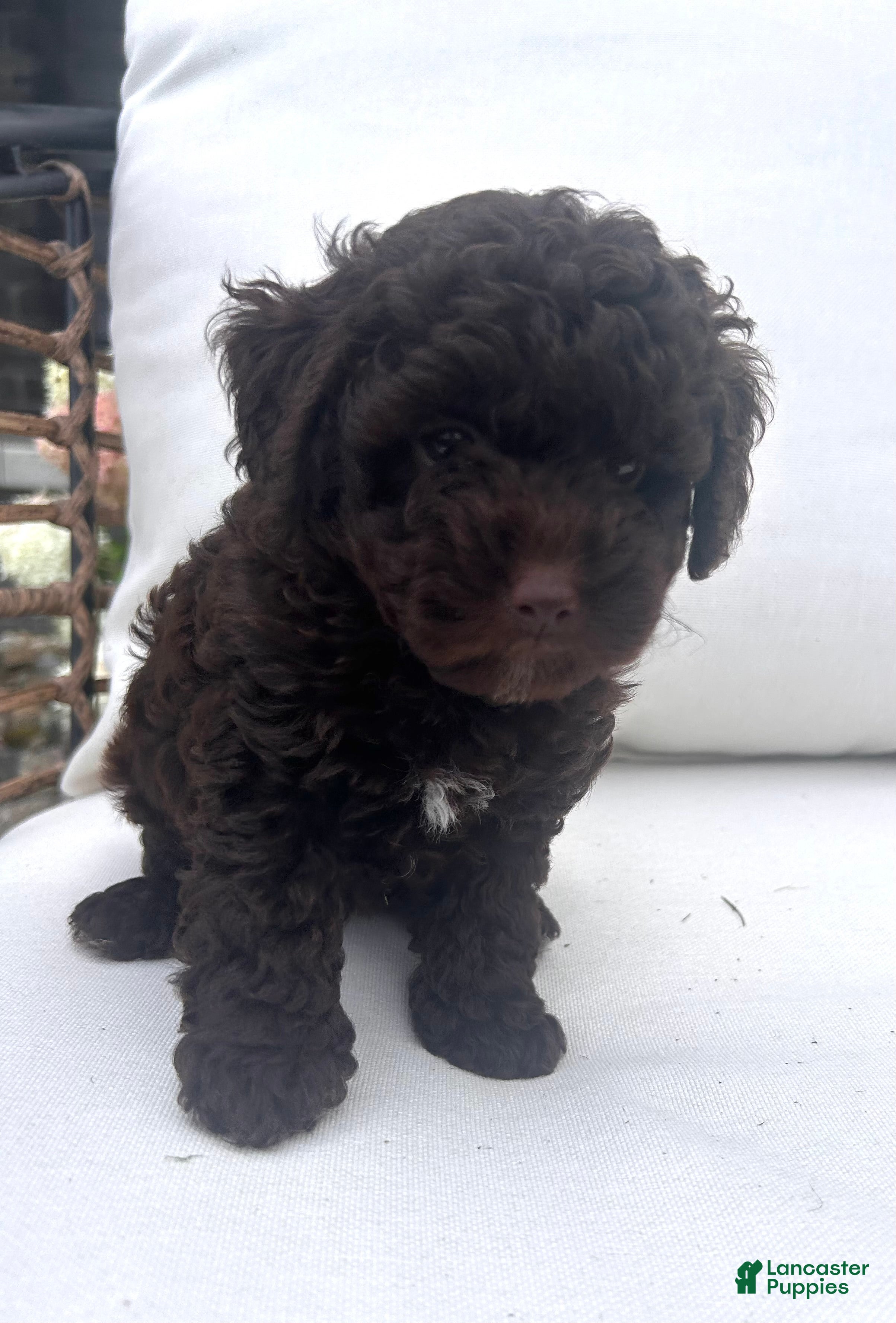 Toy Poodle dogs Chocolate  - Ad 2
