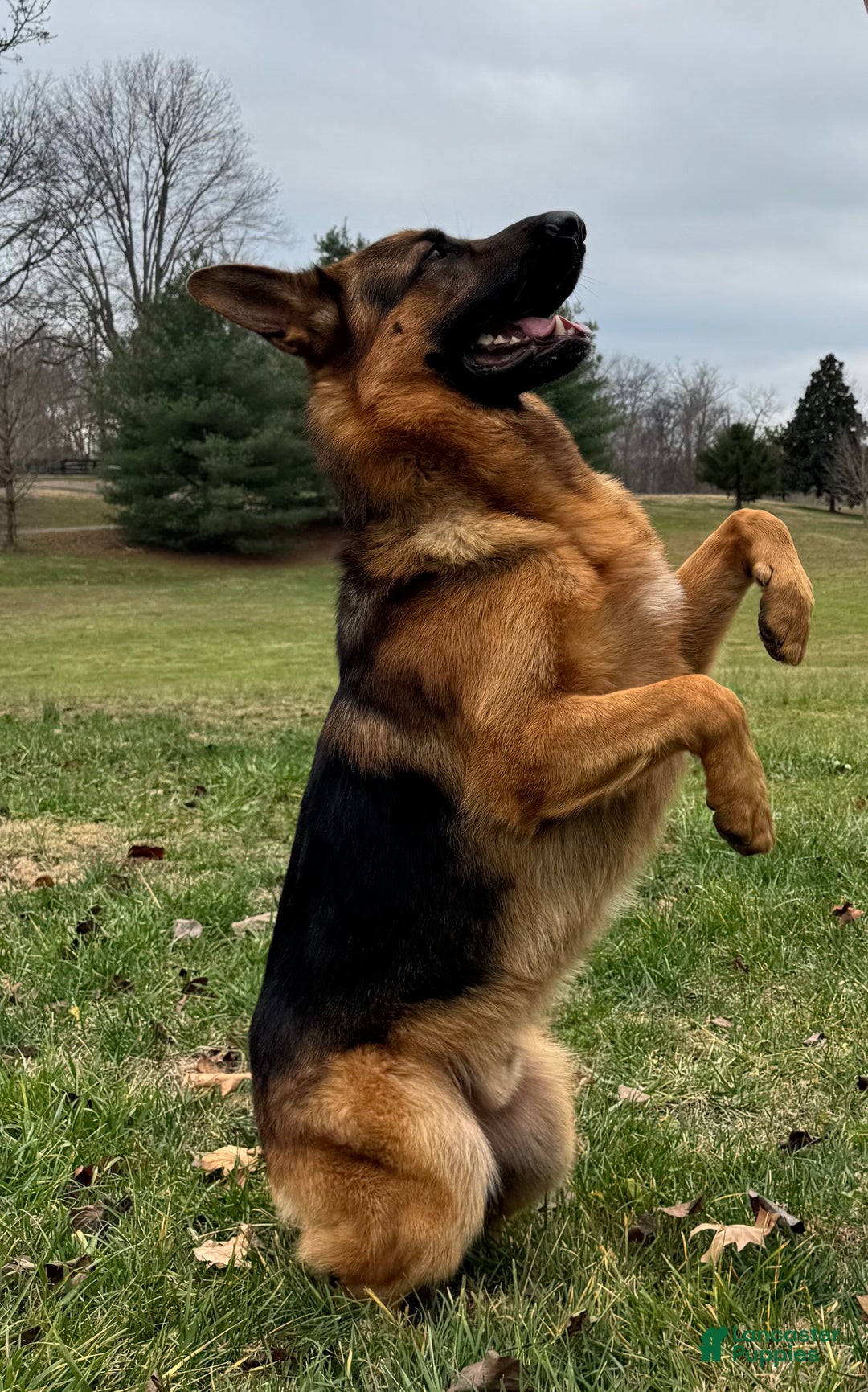 German Shepherd dogs for sale: German Shepherd Puppy 5 - Ad 5