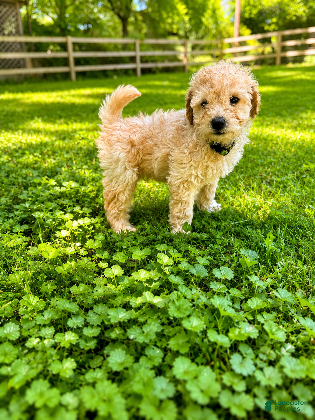 Mini Goldendoodle dogs Hardy - Ad 2