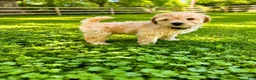 Mini Goldendoodle dogs for sale: Hardy - Ad 2
