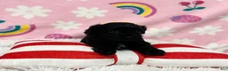 Cavapoo dogs for sale: Sophie - Ad 5