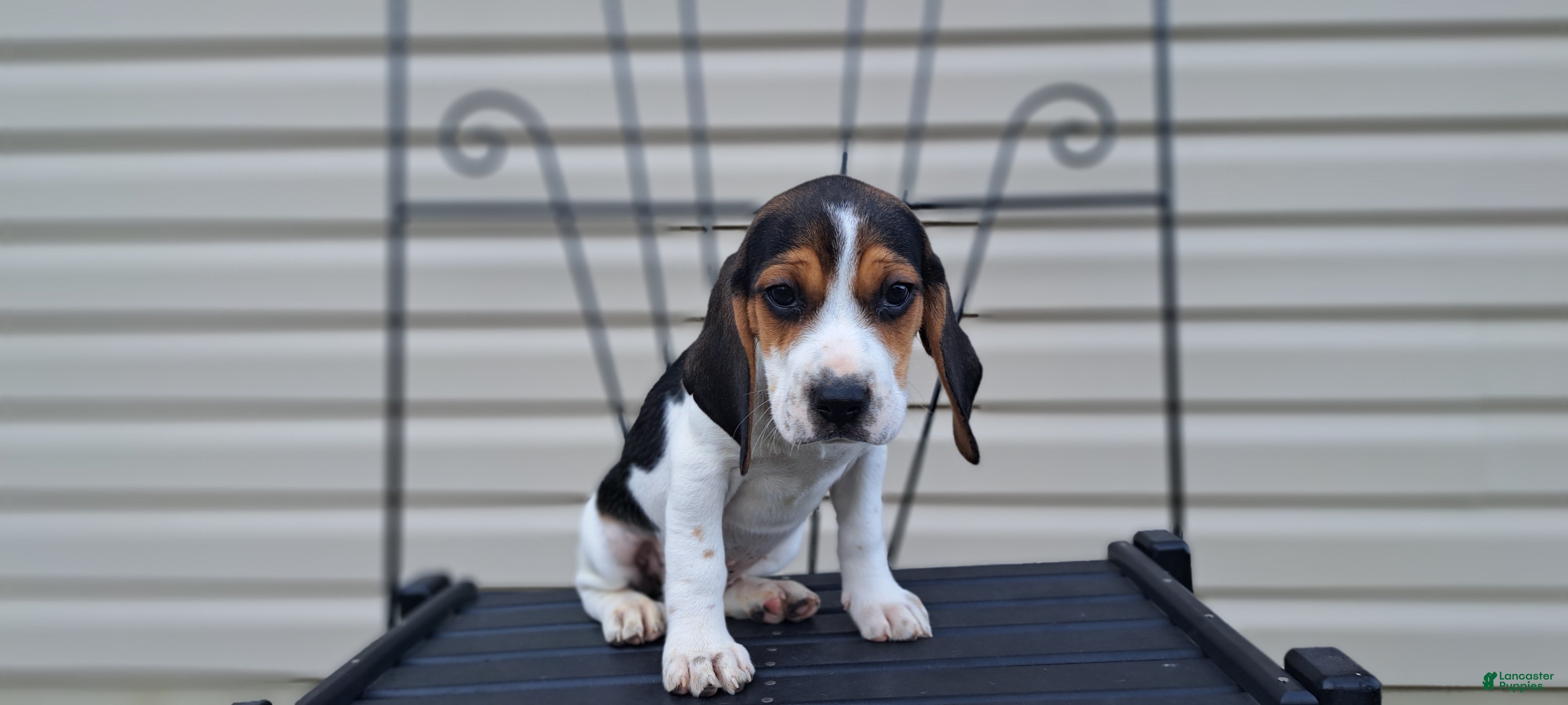 Beagle dogs LUCY - Ad 2