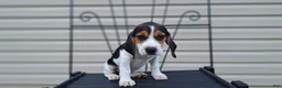 Beagle dogs for sale: LUCY - Ad 2