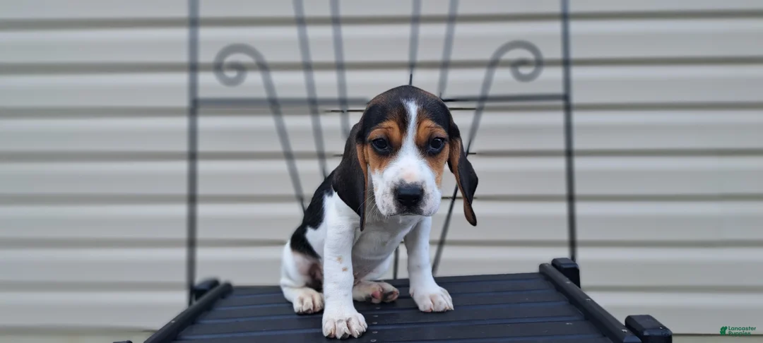 Beagle dogs for sale: LUCY - Ad 2