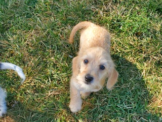 Dachshund dogs - Ad 41