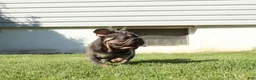 French Bulldog dogs for sale: Lazarus - Ad 3