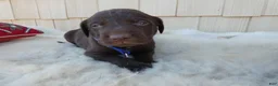 Labrador Retriever dogs for sale: Labrador Retriever 10 Wexford - Ad 2