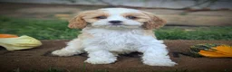 Cavapoo dogs for sale: Mr Andy - Ad 25