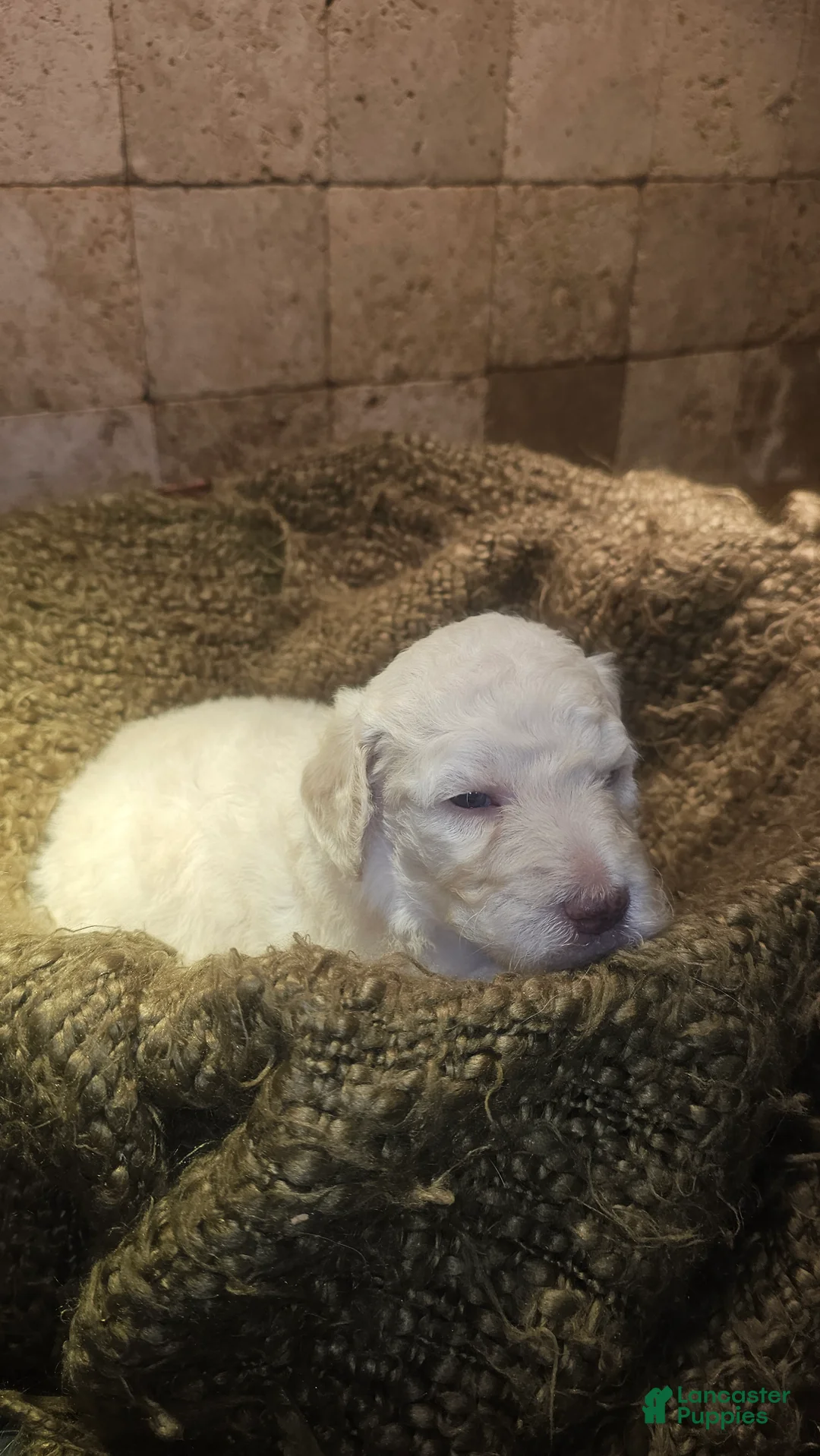 Goldendoodle dogs for sale: Clemson Goldendoodle Puppy 3 - Ad 2
