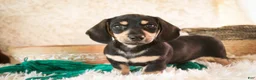 Miniature Dachshund dogs for sale: Bart - Ad 7