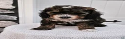 Mini Bernedoodle dogs for sale: Callie - Ad 3