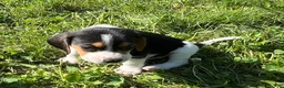 Beagle dogs for sale: Beagle 1 - Ad 3