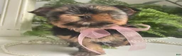 Yorkshire Terrier dogs for sale: Cali - Ad 4