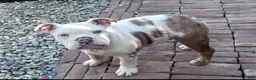English Bulldog dogs for sale: English Bulldog 1 - Ad 3