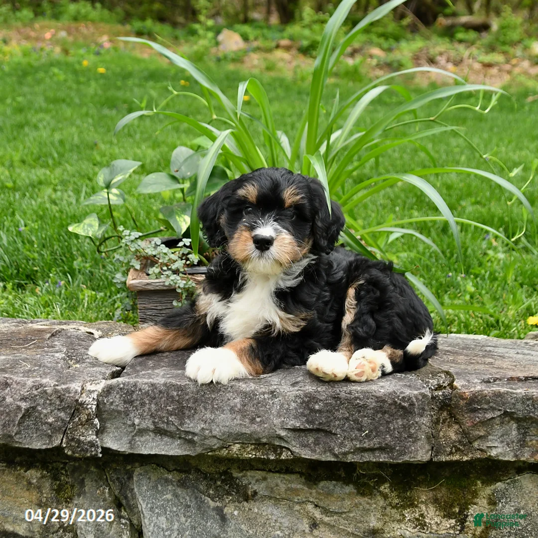 Bernedoodle dogs for sale: Louis - Ad 2