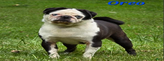 Oreo