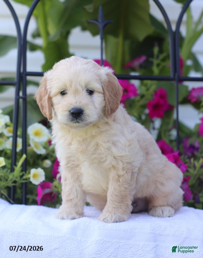Mini Goldendoodle dogs Jimmy - Ad 1