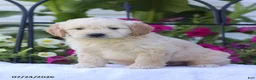 Mini Goldendoodle dogs for sale: Jimmy - Ad 1