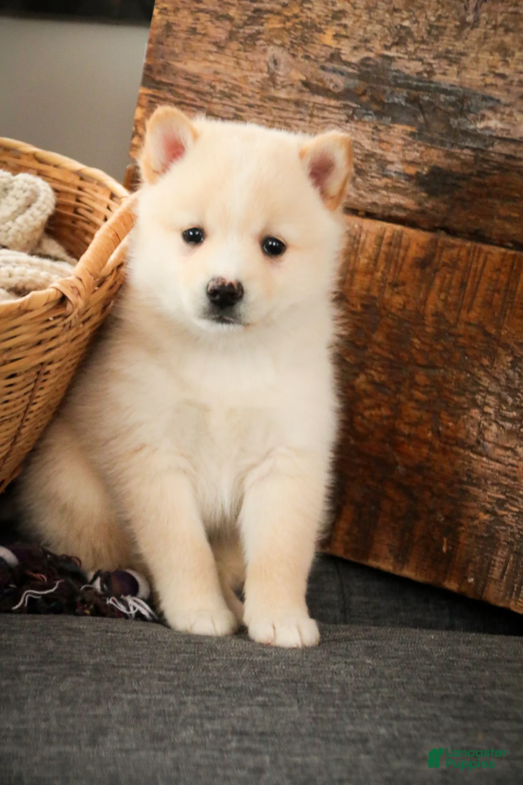 Pomsky dogs for sale: Sydney - Ad 4