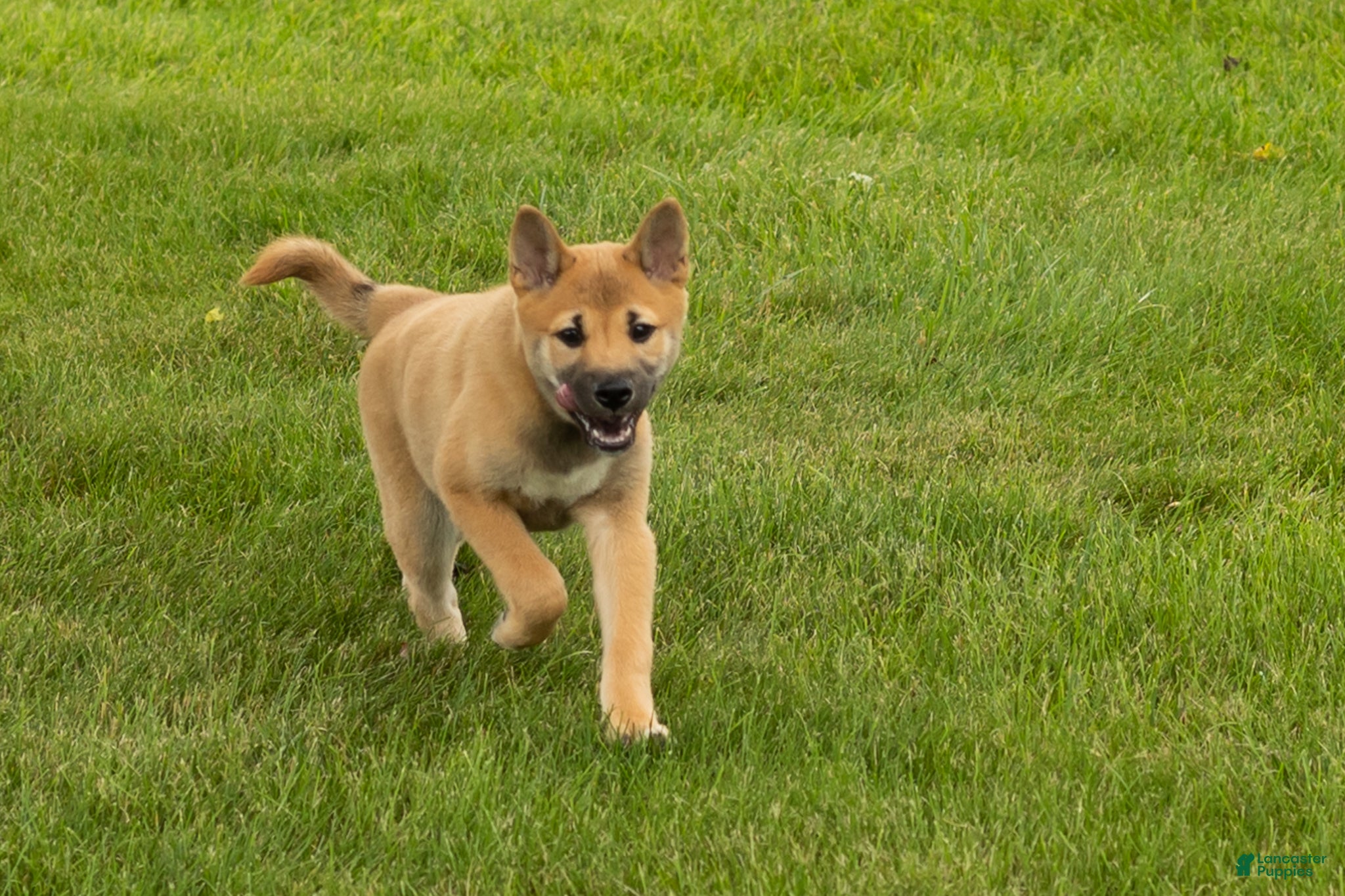 Shiba Inu dogs Jake - Ad 3
