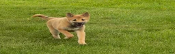 Shiba Inu dogs for sale: Jake - Ad 1