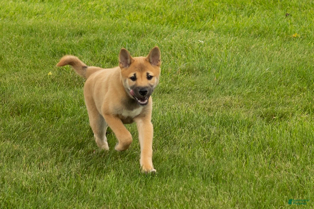 Shiba Inu dogs for sale: Jake - Ad 1