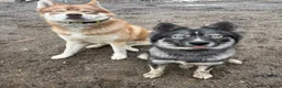 Siberian Husky dogs for sale: TOLVER - Ad 6