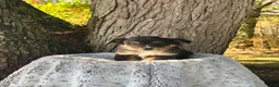Miniature Australian Shepherd dogs for sale: Rocky - Ad 4