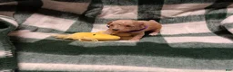 Toy Poodle dogs for sale: Toy Poodle 3 - Ad 2