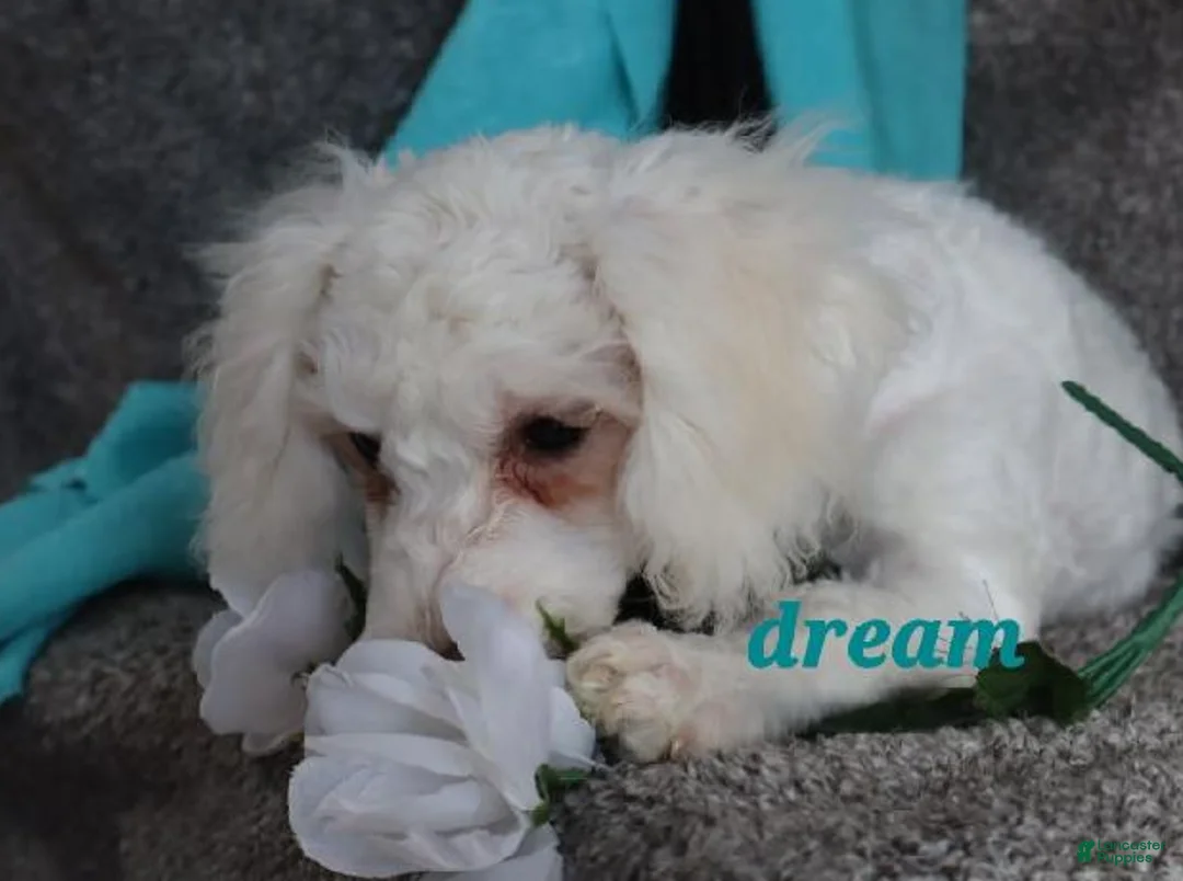 Bichpoo dogs for sale: Hudson - Ad 3